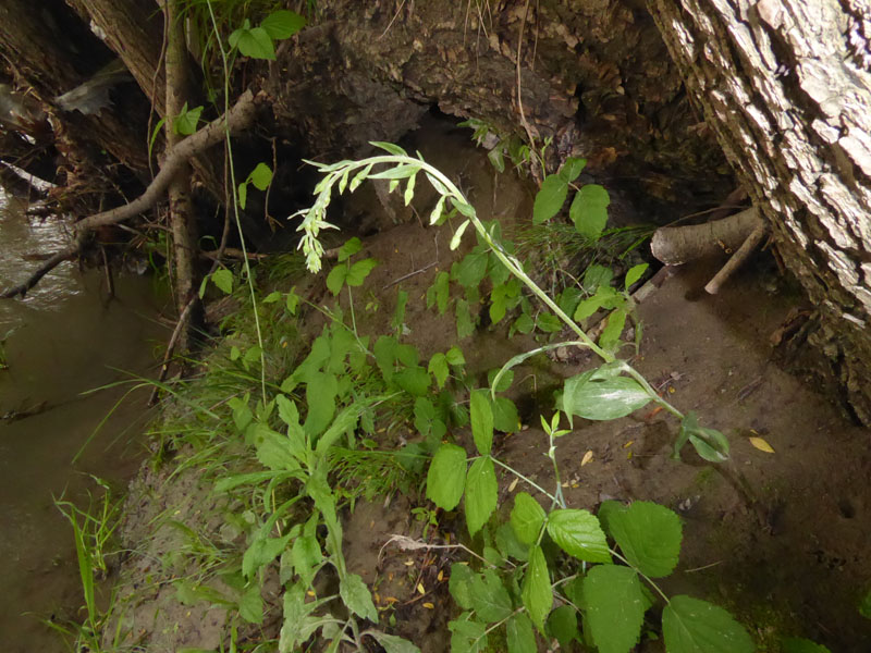 Epipactis bugacensis subsp. bugacensis